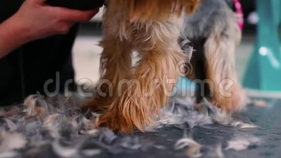 宠物美容沙龙用修剪器剪狗毛视频的预览图