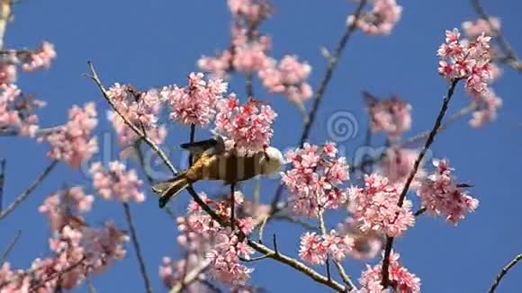 可爱的小鸟吃樱花树的花蜜视频的预览图