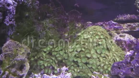 海洋水族馆珊瑚鱼礁录像视频的预览图