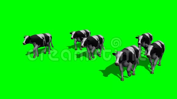 小牛群在镜头前奔跑绿色的屏幕视频的预览图