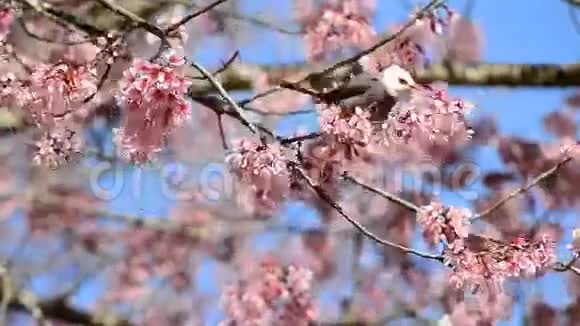 可爱的小鸟吃樱花树的花蜜视频的预览图