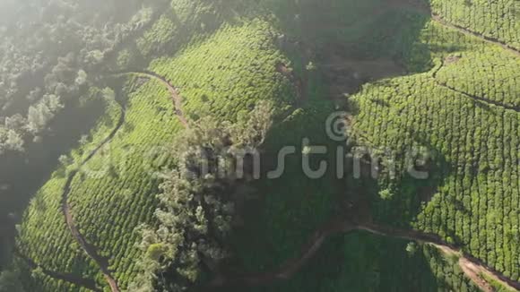 蒙纳市附近无人机茶园的鸟瞰图喀拉拉邦印度视频的预览图