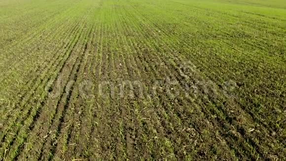 春季大豆田间成熟的空中拍摄农业景观4K视频的预览图
