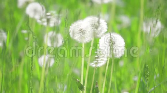 白色蓬松蒲公英自然领域蒲公英慢生活方式运动视频绿色模糊的春天背景视频的预览图
