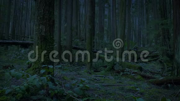 傍晚时分穿过森林视频的预览图