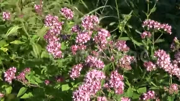 奥利加诺野生马乔兰医学花卉草本植物视频的预览图