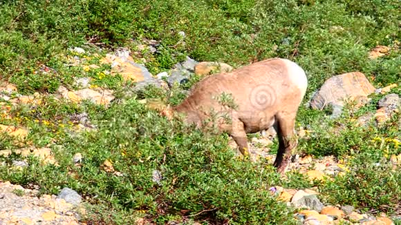 大角羊冰川国家公园视频的预览图