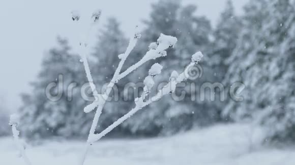 草冰雪冻的冬天漂亮视频的预览图