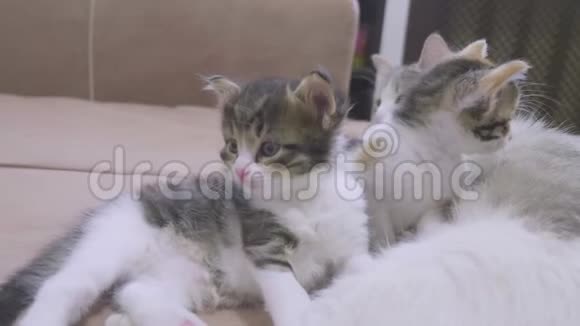 沙发慢动作视频播放两只小猫小猫玩概念两只小猫和猫的生活方式视频的预览图