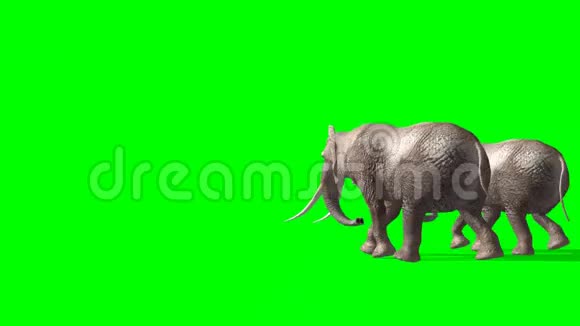 两头大象呈绿色视频的预览图