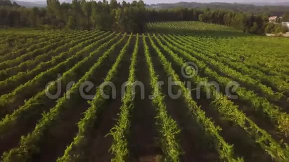 葡萄牙蒙考的葡萄园视频的预览图