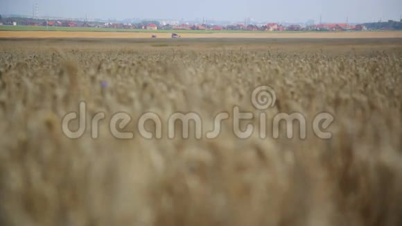 栽培植物黑麦与美丽的金小穗大麦粒在田间视频的预览图