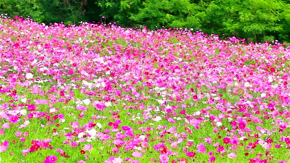 场的粉色花朵高清1080P视频的预览图