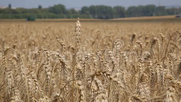 栽培植物黑麦与美丽的金小穗大麦粒在田间视频的预览图