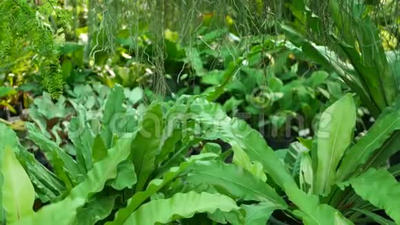 丛林中明亮多汁的异国热带绿色植物选择性聚焦天然有机背景不寻常植物观叶冷静视频的预览图