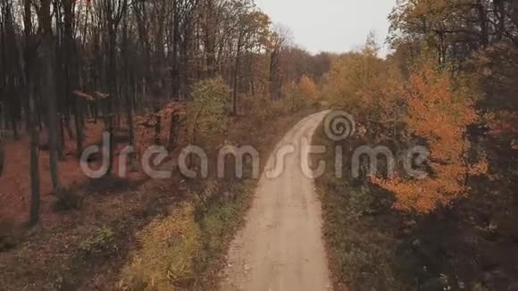 路在秋林中视频的预览图