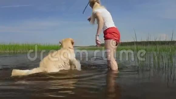 金毛猎犬在河边玩耍视频的预览图