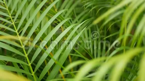 丛林中明亮多汁的异国热带绿色植物选择性聚焦天然有机背景不寻常植物观叶冷静视频的预览图