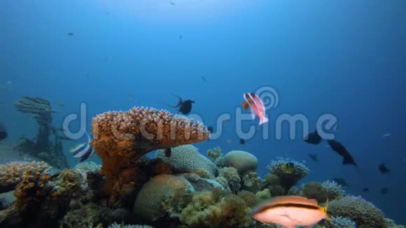 水下鱼和珊瑚花园视频的预览图