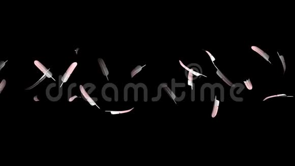黑色背景上的粉红色羽毛视频的预览图