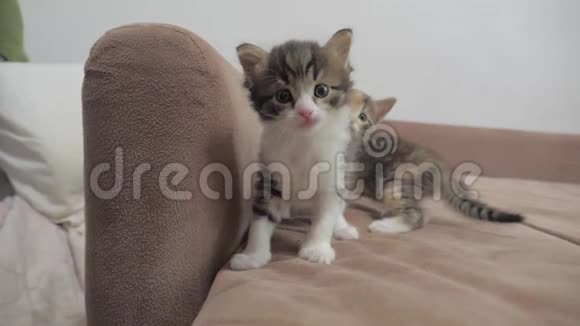 沙发慢动作视频播放两只小猫小猫游戏概念生活方式视频的预览图