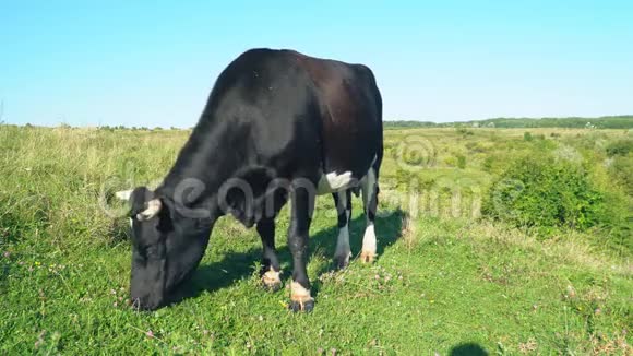 奶牛在草坪上放牧视频的预览图