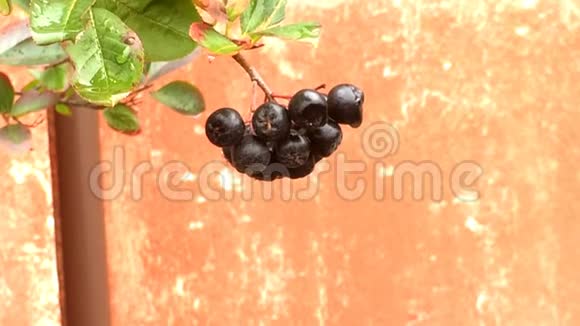 黑色亚罗尼亚成熟的亚罗尼亚浆果视频的预览图