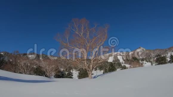 在阳光明媚的日子里美丽的冬季景观带着雪视频的预览图