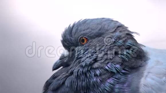 鸽子头特写把头靠近鸟类的鸟类视频的预览图