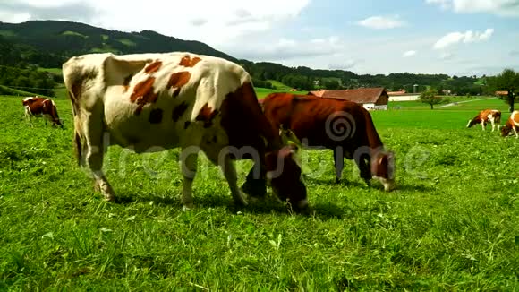 在瑞士Gruyeres区的高山草地上放着铃铛的奶牛视频的预览图
