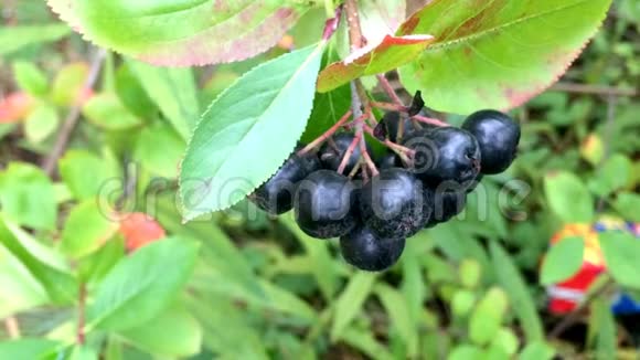黑色亚罗尼亚成熟的亚罗尼亚浆果视频的预览图