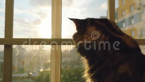 美丽的缅因猫坐在窗户上看日落视频的预览图