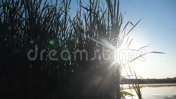 池塘有芦苇自然野日落景观阳光有芦苇的湖是俄罗斯的自然湖边日落的生活方式视频的预览图
