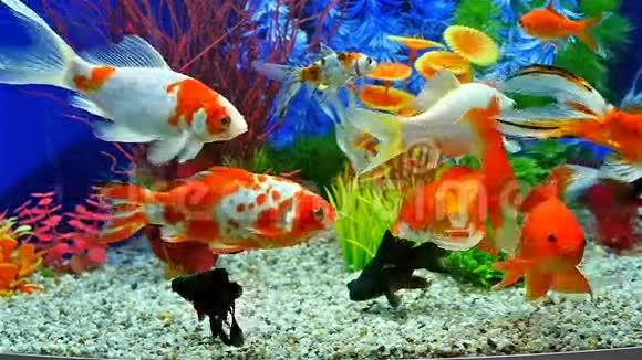 淡水水族馆鱼类游泳的慢动作视频的预览图