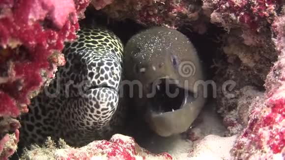 莫雷艾尔黑色在马尔代夫海洋水下的背景珊瑚上被发现视频的预览图