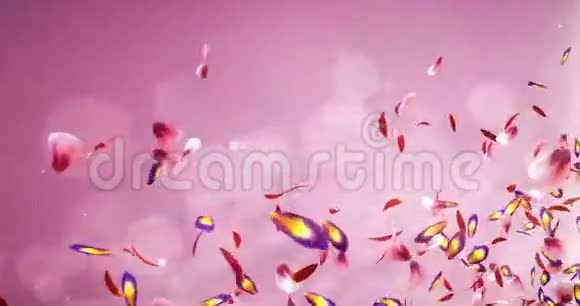 飞的浪漫红粉紫黄樱花花瓣占位符环4k视频的预览图