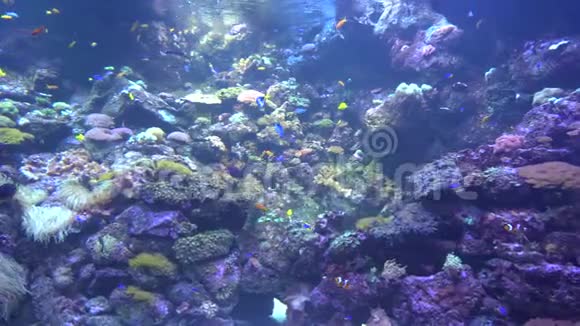 海底世界海洋鱼类珊瑚视频的预览图