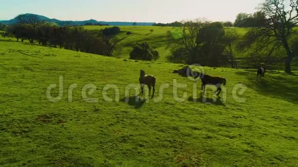 马在乡间奔跑和放牧鸟瞰绿草活股票山和湖白天太阳下山视频的预览图