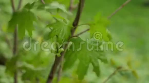 枝风树绿视频的预览图