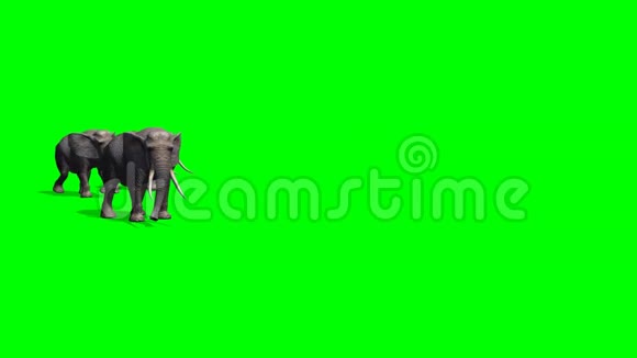 大象的羊群绿色的屏幕视频的预览图