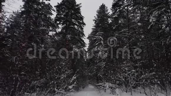 冬天的森林在寒冷的一天视频的预览图