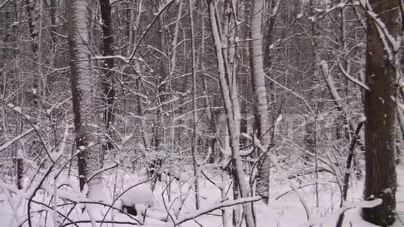 冬林全景满是雪的树视频的预览图