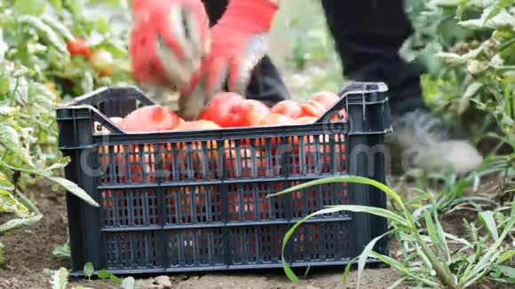 在种植园采摘新鲜西红柿的收获帮手视频的预览图