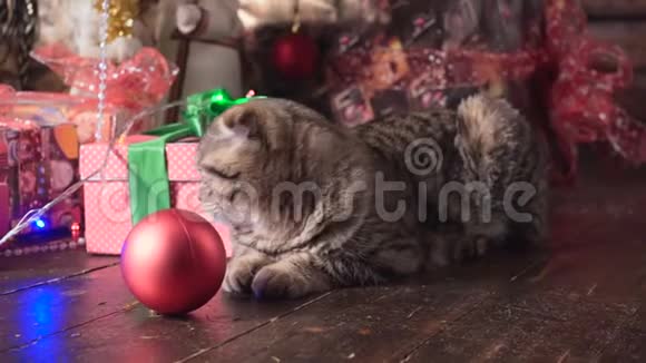 圣诞树附近的猫和礼物视频的预览图