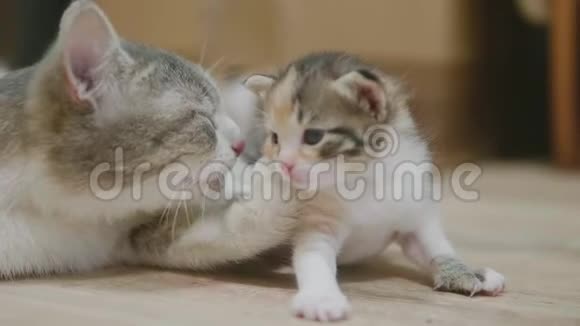 三色猫妈妈抱慢动作视频小猫走第一步猫舔小猫猫舔猫视频的预览图