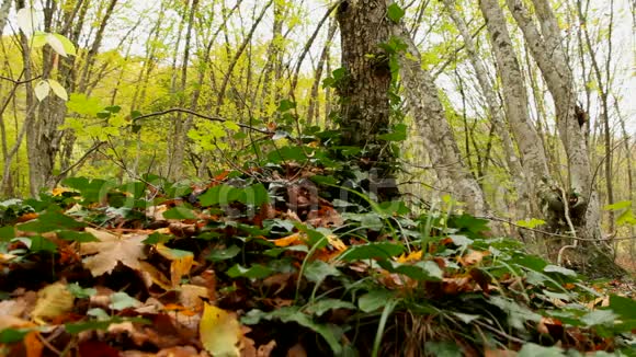 森林植物视频的预览图