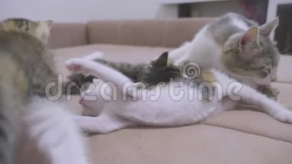 沙发慢动作视频播放两只小猫小猫玩概念2生活方式小猫和猫宠物视频的预览图
