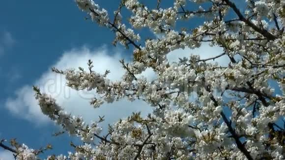 鲜花盛开的樱花树视频的预览图