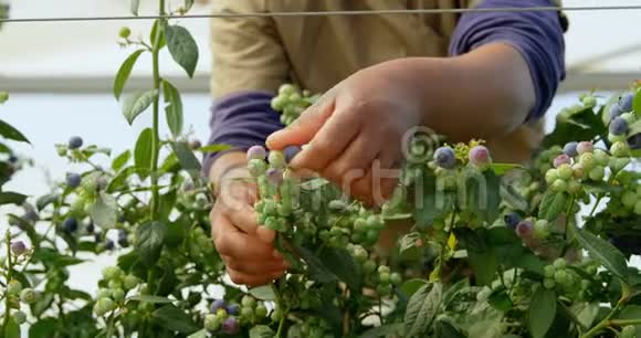 蓝莓农场4k采摘蓝莓的工人视频的预览图