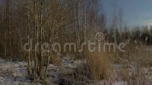 冬季景观白雪覆盖的森林小树覆盖着冰雪湖寒冷的冬天视频的预览图